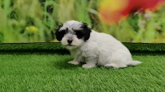 Havanese Puppy for sale