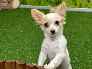 Chihuahua male Chiot à vendre 010335034
