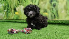 Maltipoo Puppy for sale