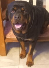 Rottweiler male Adoption for sale 010371574