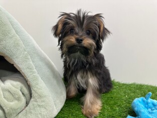 Yorkshire Terrier male Puppy for sale 010489407