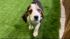 Beagle Adolescent Puppy for sale
