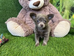 Chihuahua male Puppy for sale 010512086