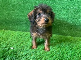 Doxiepoo Puppy for sale