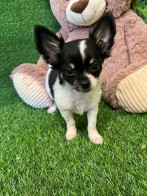 Chihuahua teefje Puppy te koop 010578480