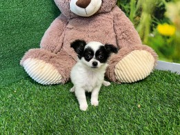 Chihuahua teefje Puppy te koop 010578738