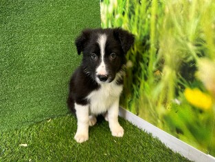 Border Collie male Puppy for sale 010579133