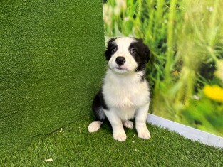 Border Collie female Puppy for sale 010579318