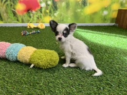 Chihuahua reu Puppy te koop 010589122