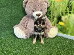 Chihuahua reu Puppy te koop 010589126