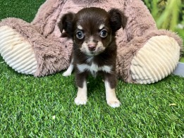 Chihuahua reu Puppy te koop 010589131
