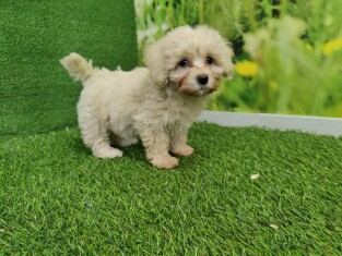 Cavapoo teefje 010589169