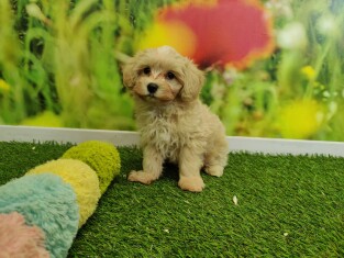 Cavapoo reu 010589173