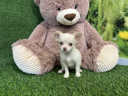 Chihuahua teefje Puppy te koop 010589180