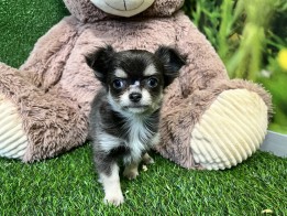 Chihuahua teefje Puppy te koop 010589184