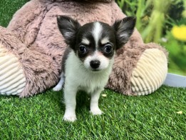 Chihuahua teefje Puppy te koop 010589197