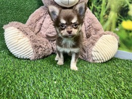 Chihuahua reu Puppy te koop 010589214