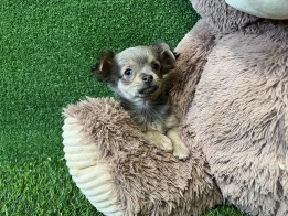 Chihuahua teefje Puppy te koop 010589238
