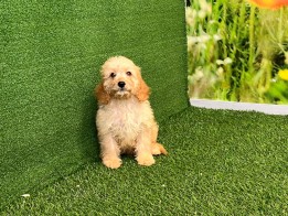 Cavapoo Puppy for sale
