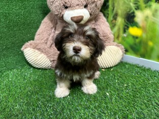Bichon Havanais femelle 010589307