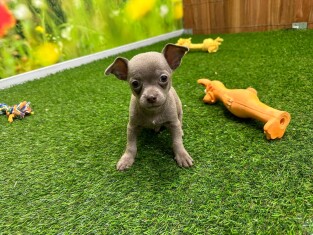 Chihuahua male Puppy for sale 010589312