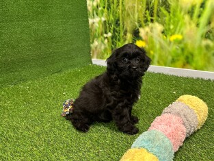 Crossbreed Poodle x Mix male Puppy for sale 010589322