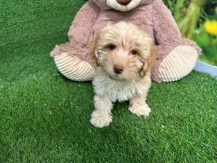 Havanese male Puppy for sale 010589335