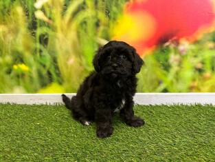 Crossbreed Poodle x Mix female Puppy for sale 010589394