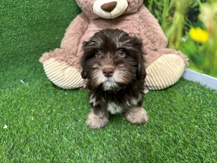 Havanese male Puppy for sale 010589410