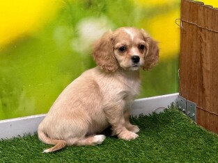 Cavapoo male Puppy for sale 010589440