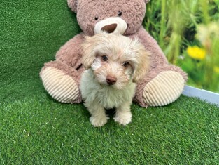 Havanese female Puppy for sale 010589466