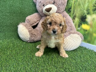 Cavapoo male Puppy for sale 010621973