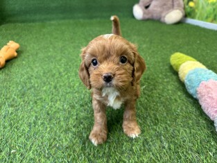 Cavapoo female Puppy for sale 010621977