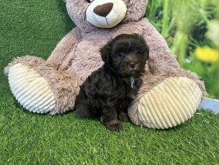 Havanese male Puppy for sale 010621982