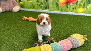Cavapoo female Puppy for sale 010621990