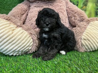 Poodle male Puppy for sale 010622014