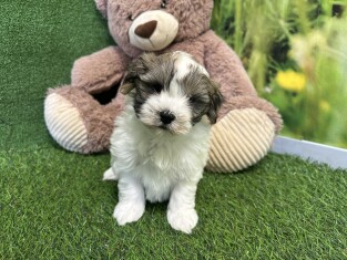 Havanese male Puppy for sale 010622074