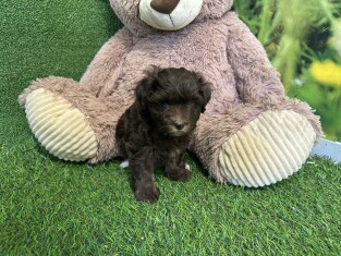 Havanese male Puppy for sale 010622084