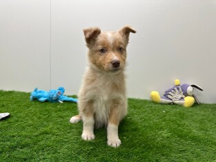 Australische Herder teefje 010635783