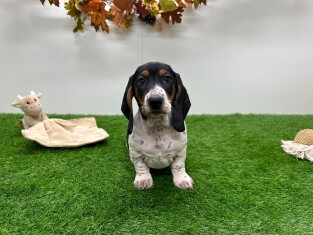 Croise Basset Hound x Teckel femelle 010638535