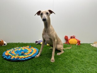 Italian Greyhound female Adoption for sale 010653588