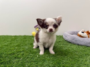 Chihuahua male Puppy for sale 010653668