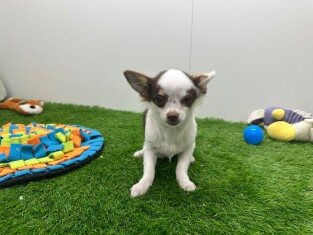 Chihuahua male 010653668