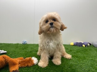 Cavapoo male Chiot à vendre 010653735