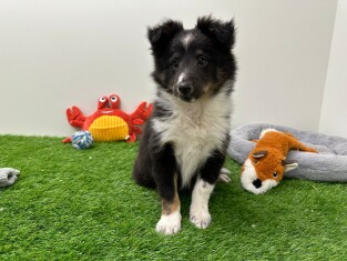Shetland Sheepdog teefje Puppy te koop 010653750