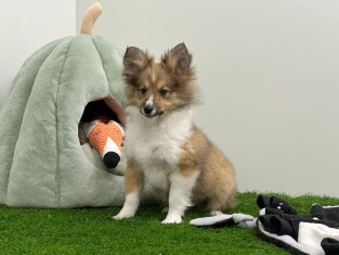 Shetland Sheepdog male Chiot à vendre 010653771