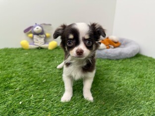 Chihuahua teefje Puppy te koop 010654291