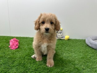 Kruising Poedel teefje Puppy te koop 010654298
