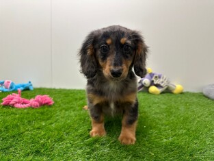 Crossbreed Dachshund x Mix female 010654312