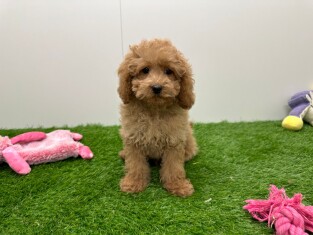Cavapoo female 010654324